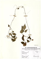 藏品(蔓茄)的圖片